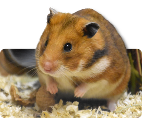 Goldhamster