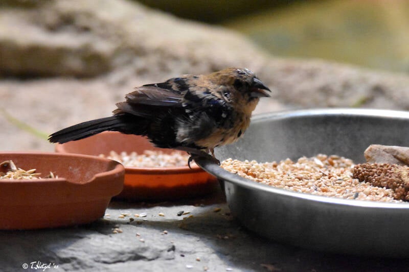Jacarinitangare | Zoo Frankfurt | 22.08.2021