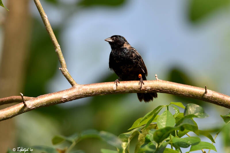 Jacarinitangare | Burgers Zoo, Arnhem | 07.07.2021