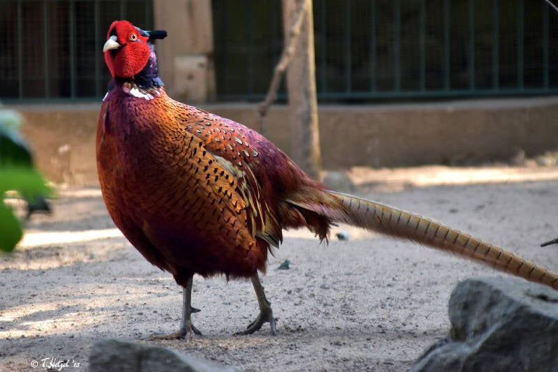 Jagdfasan (kein Unterartenstatus)