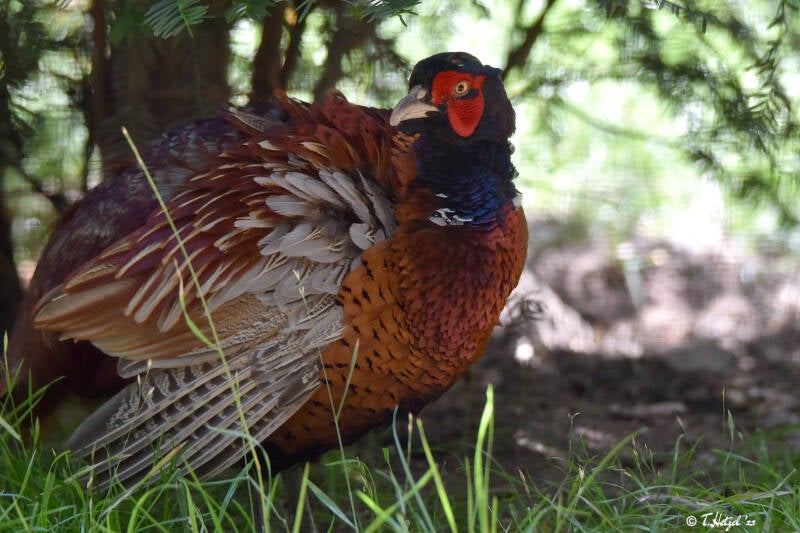Jagdfasan (kein Unterartenstatus)