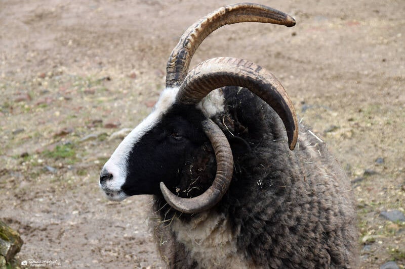 Jakobsschaf | Tierpark Göppingne | 10.03.2023