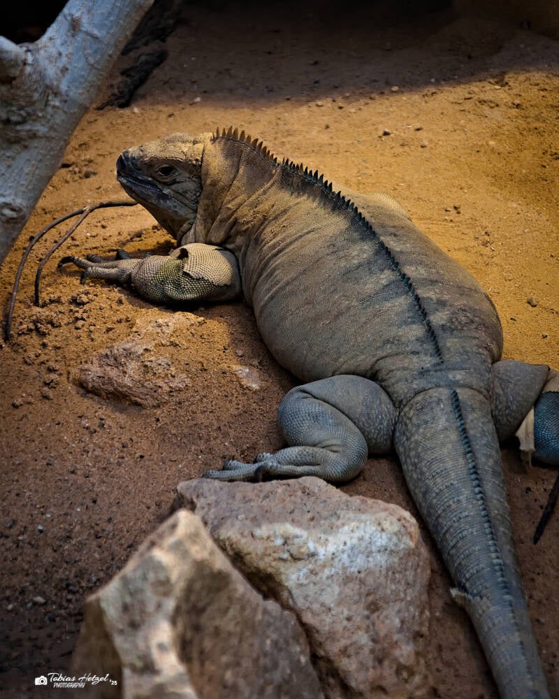 Jamaikaleguan | Zoo Frankfurt | 05.03.2025