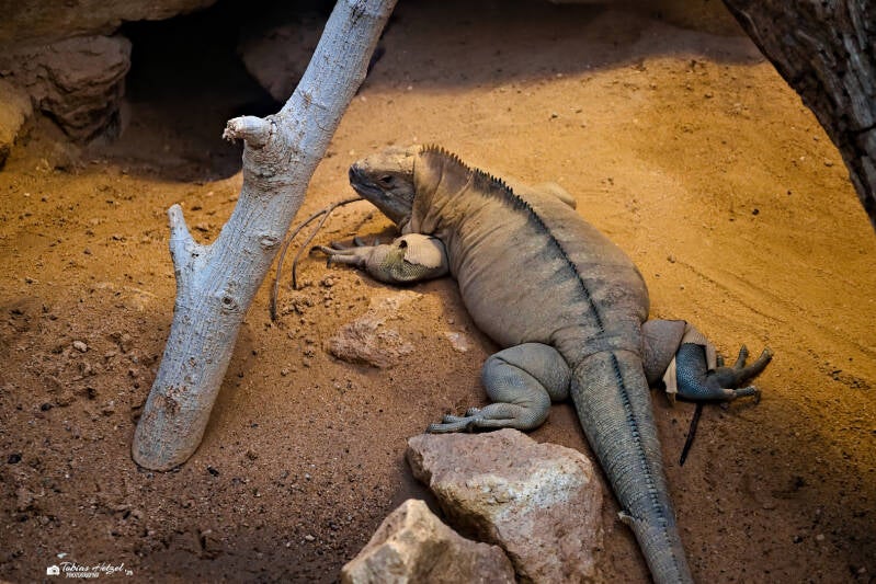 Jamaikaleguan | Zoo Frankfurt | 05.03.2025