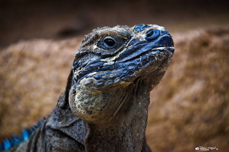 Jamaikaleguan | Zoo Frankfurt | 06.09.2025