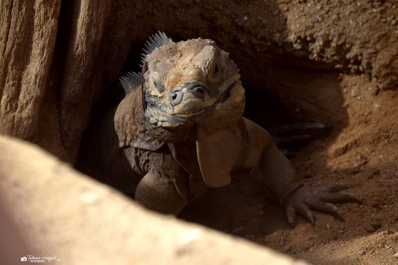 Jamaikaleguan | Zoo Frankfurt | 09.03.2024