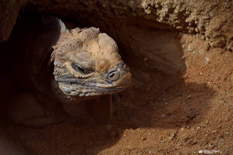 Jamaikaleguan | Zoo Frankfurt | 09.03.2024