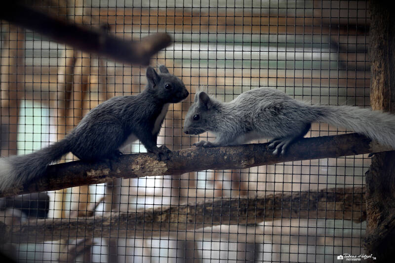 Japan-Eichhörnchen | Hörnchenzuchthof Lohberg | 16.08.2018
