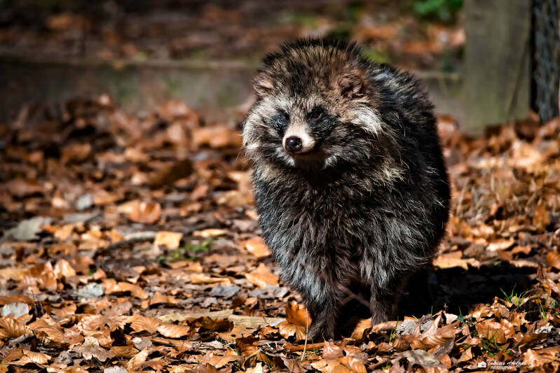 Japan-Marderhund | Wildpark Alte Fasanerie, Hanau Klein-Auheim | 01.03.2026