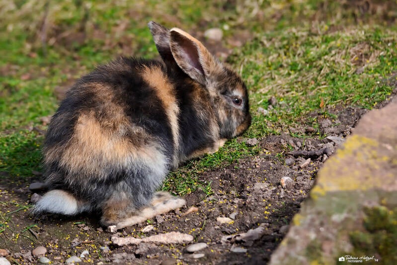 Japanerkaninchen | Tiergarten Nürnberg | 17.03.2024