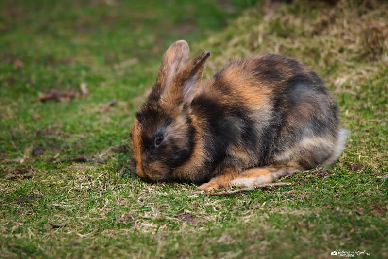 Japanerkaninchen | Tiergarten Nürnberg | 17.03.2024