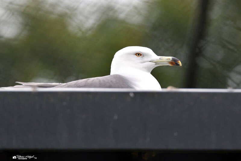 Japanmöwe | Zie-Zoo, Volkel | 05.07.2021