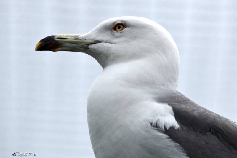 Japanmöwe | Zie-Zoo, Volkel | 05.07.2021