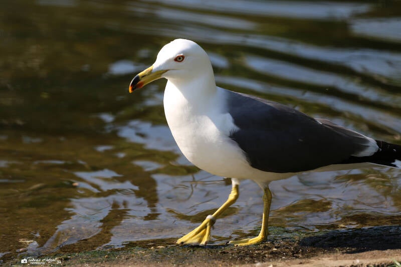 Japanmöwe | Tierpark Berlin | 27.05.2018