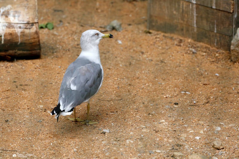 Japanmöwe | Zoo Plzen | 29.08.2019