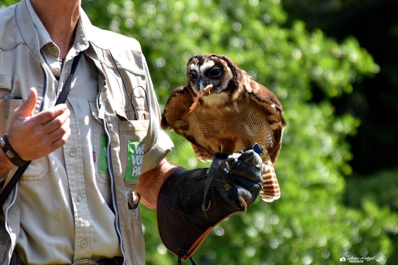 Java-Malaienkauz | Weltvogelpark Walsrode | 09.06.2023