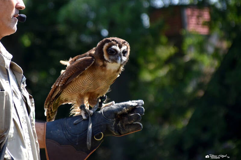 Java-Malaienkauz | Weltvogelpark Walsrode | 09.06.2023