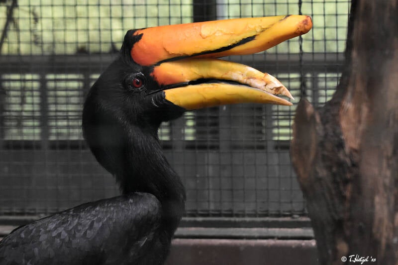 Java-Rhinozeroshornvogel