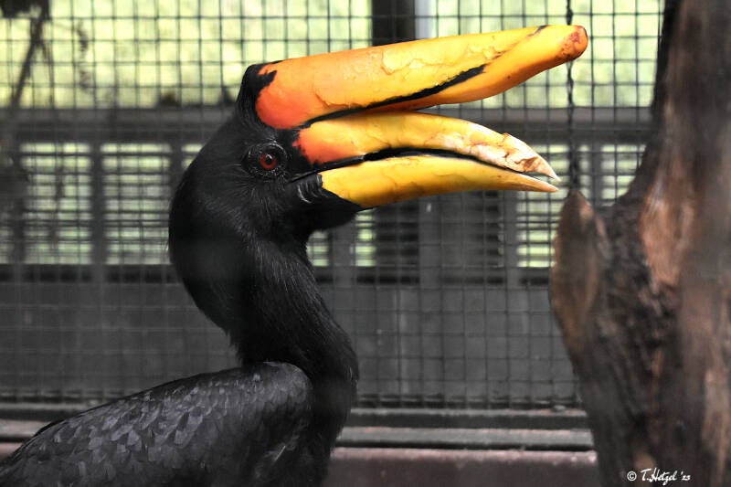 Java-Rhinozeroshornvogel | Weltvogelpark Walsrode | 09.06.2023