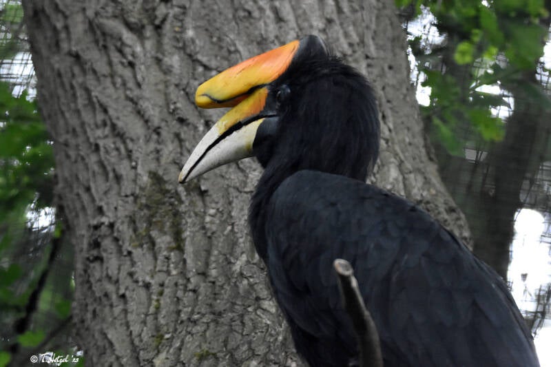 Java-Rhinozeroshornvogel | Ouwehands Dierenpark, Rhenen | 06.07.2021