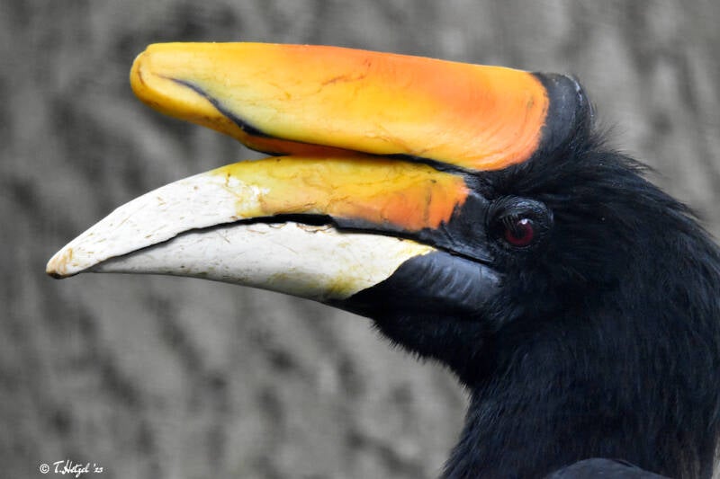 Java-Rhinozeroshornvogel | Ouwehands Dierenpark, Rhenen | 06.07.2021