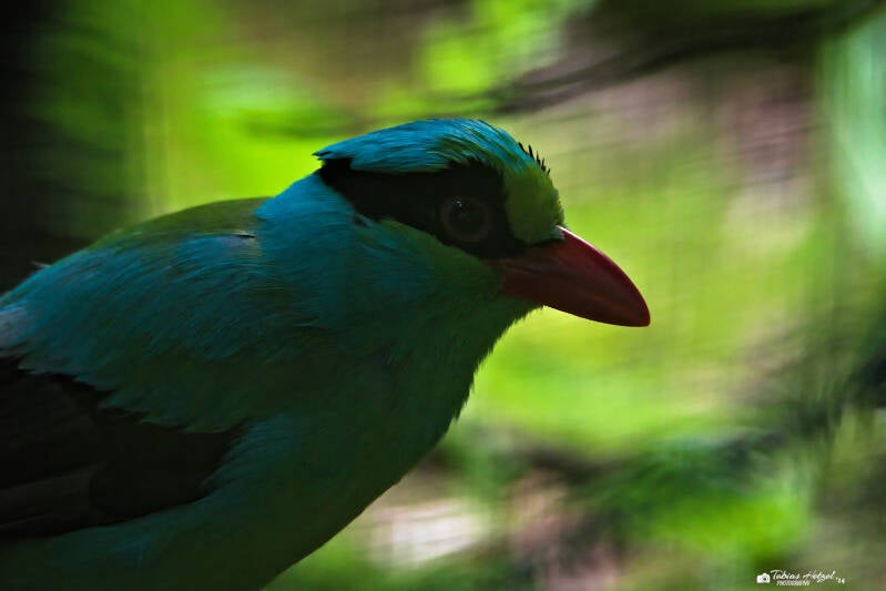 Javabuschelster | Zoo Prag | 18.08.2024