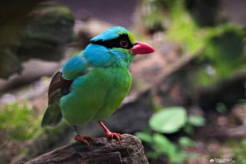 Javabuschelster | Zoo Prag | 18.08.2024