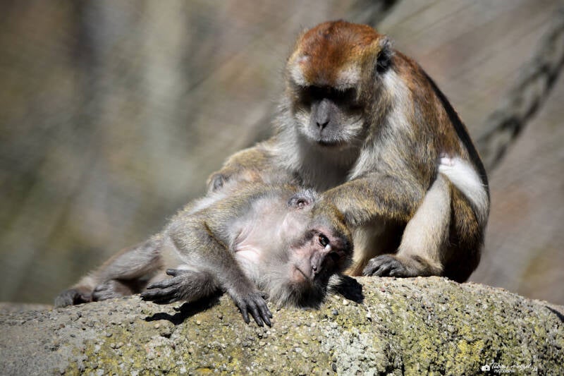 Javaneraffe | Zoo Basel | 09.04.2023
