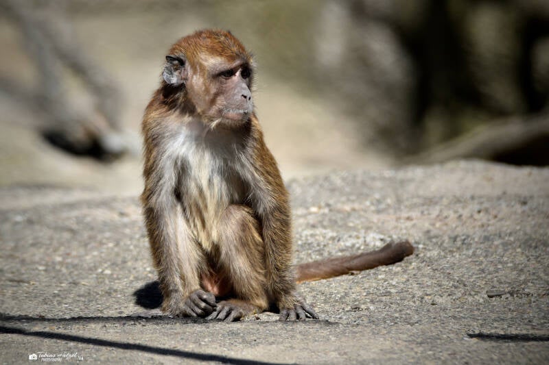 Javaneraffe | Zoo Basel | 09.04.2023