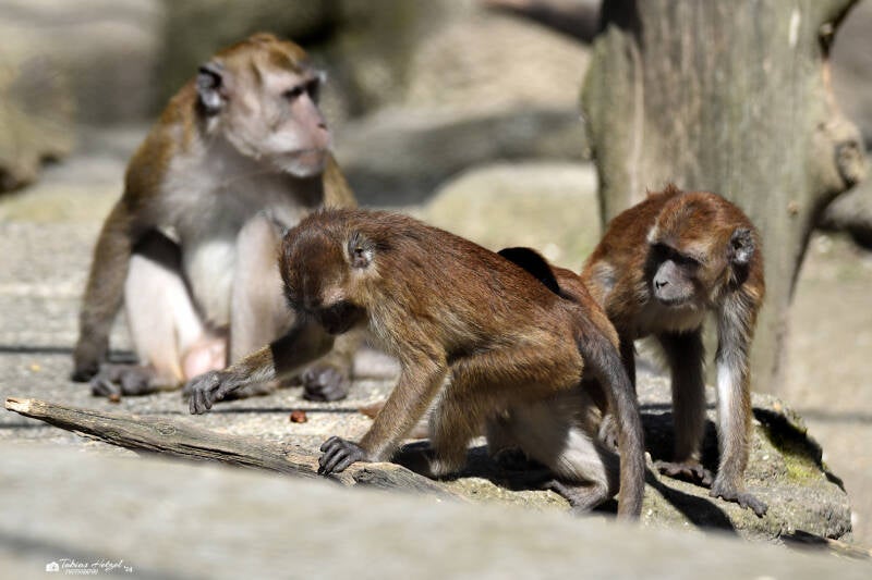 Javaneraffe | Zoo Basel | 09.04.2023