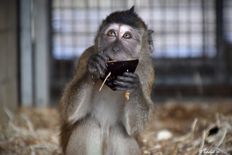 Javaneraffe | Zoo Saarbrücken | 18.12.2020