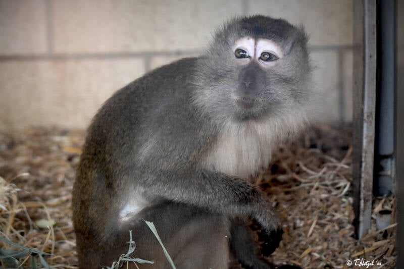 Javaneraffe | Zoo Saarbrücken | 18.12.2020