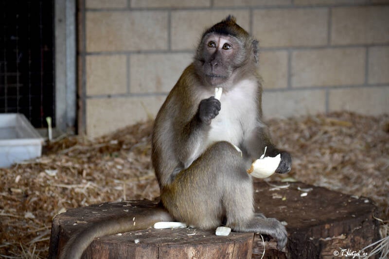Javaneraffe | Zoo Saarbrücken | 18.12.2020