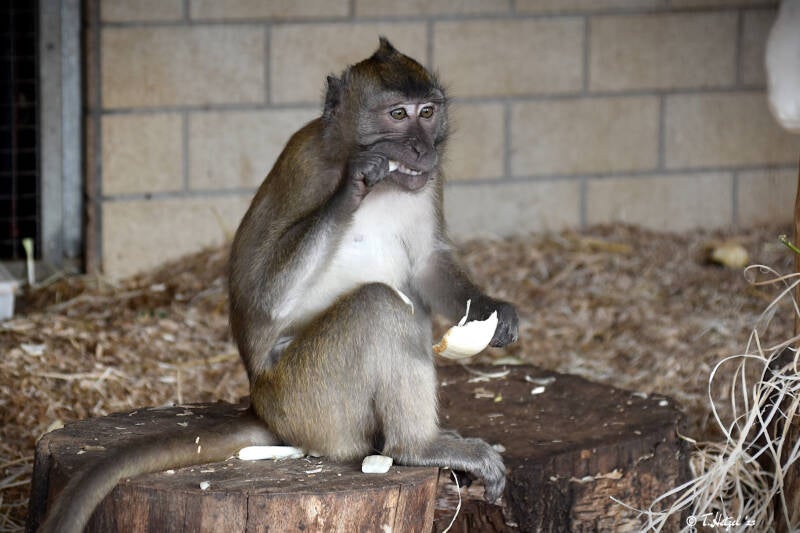 Javaneraffe | Zoo Saarbrücken | 18.12.2020