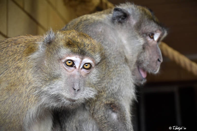 Javaneraffe | Zoo Saarbrücken | 18.12.2020