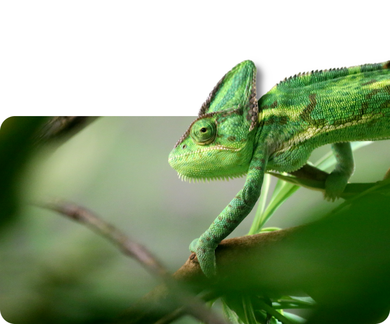 Jemenchamäleon