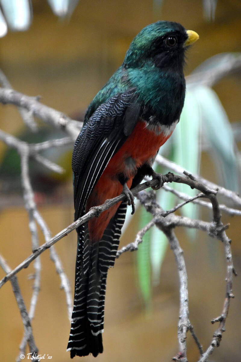 Jungferntrogon | Weltvogelpark Walsrode | 10.06.2023