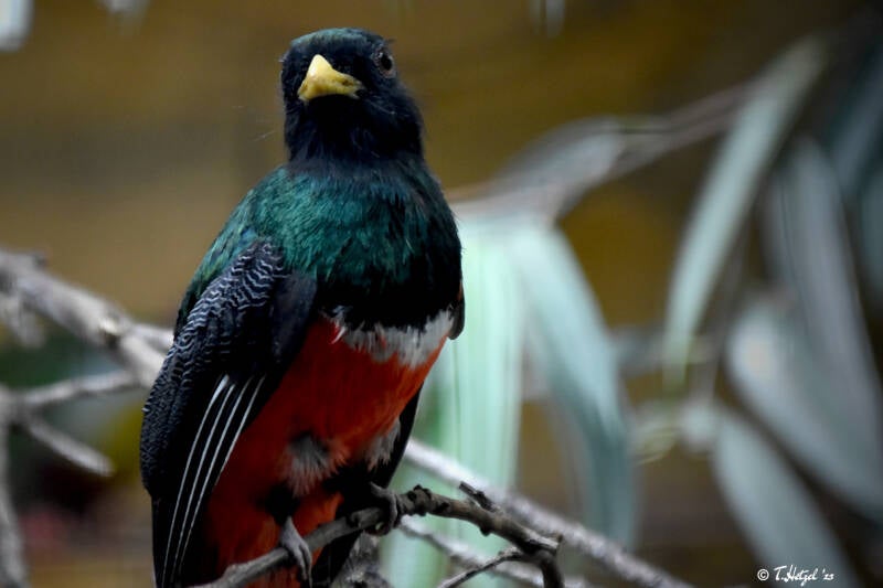 Jungferntrogon | Weltvogelpark Walsrode | 10.06.2023
