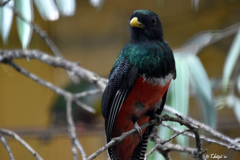 Jungferntrogon