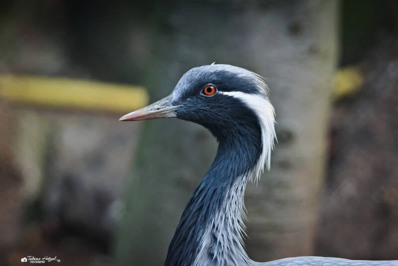 Jungfernkranich | Vogelpark Viernheim | 29.09.2024