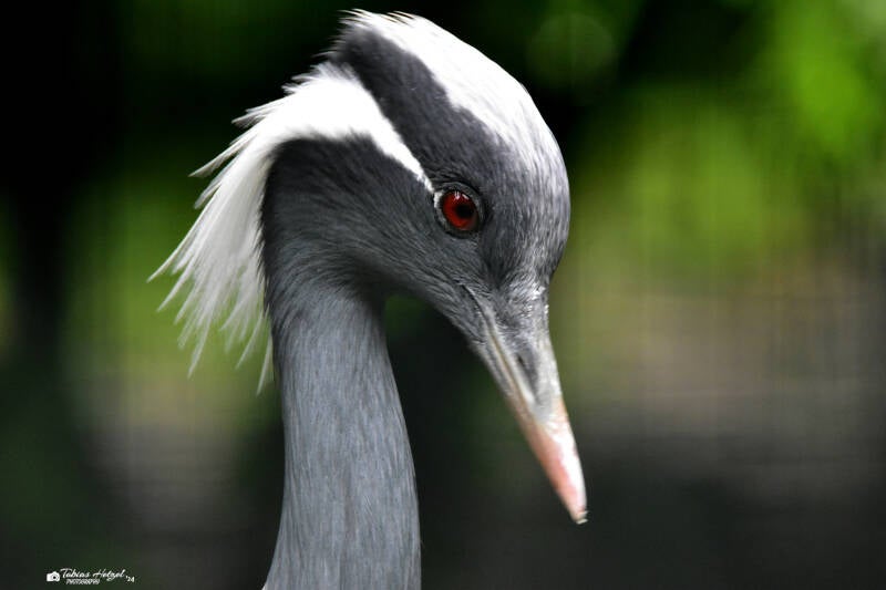 Jungfernkranich | Zoo Frankfurt | 17.08.2020