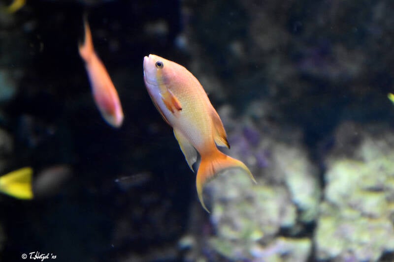 Juewelenfahnenbarsch