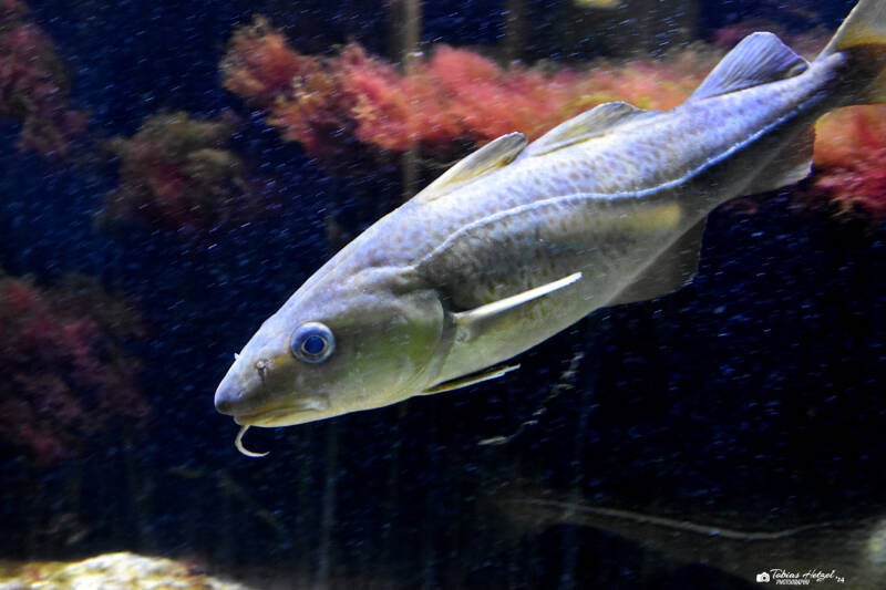 Atlantischer Kabeljau | Wilhelma Stuttgart | 16.06.2023
