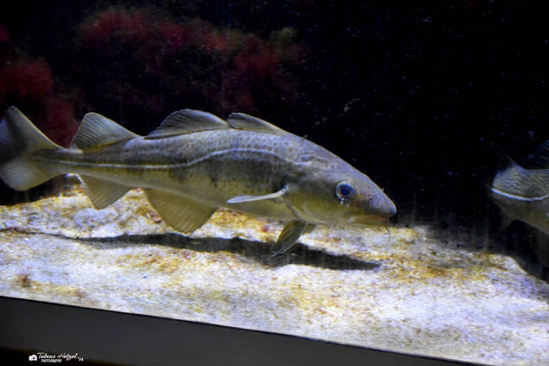 Atlantischer Kabeljau | Wilhelma Stuttgart | 16.06.2023