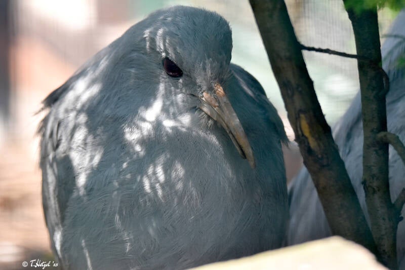 Kagu