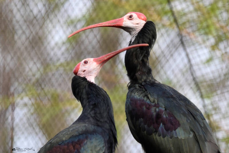 Kahlkopfibis | Kölner Zoo | 27.12.2021