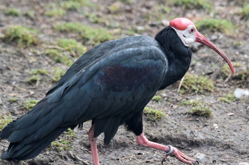Kahlkopfibis | Weltvogelpark Walsrode | 12.04.2021