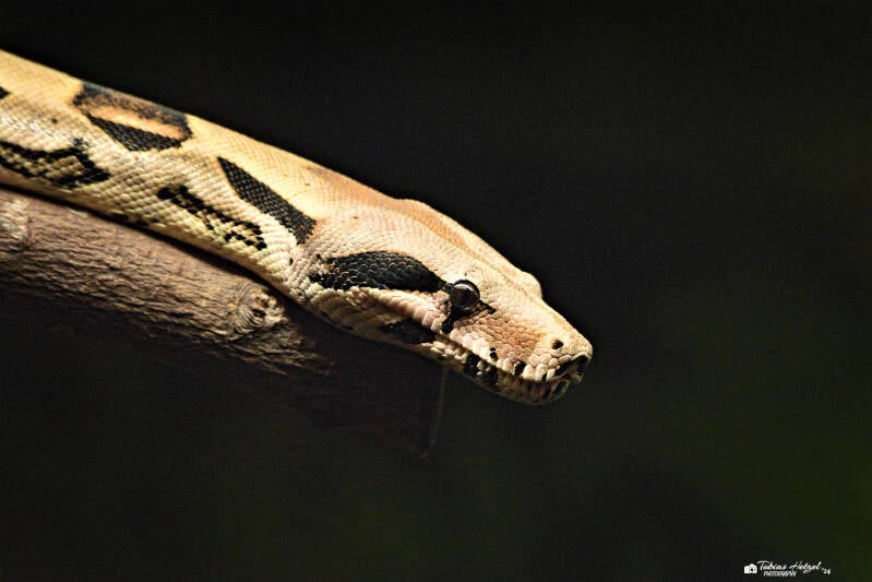 Kaiserboa | Tierpark Bad Liebenstein | 22.09.2024