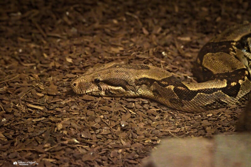 Kaiserboa | Tierpark Bad Liebenstein | 22.09.2024