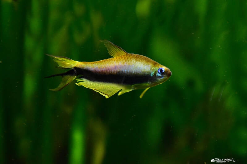 Kaisertetra | Zoo Frankfurt | 17.08.2020